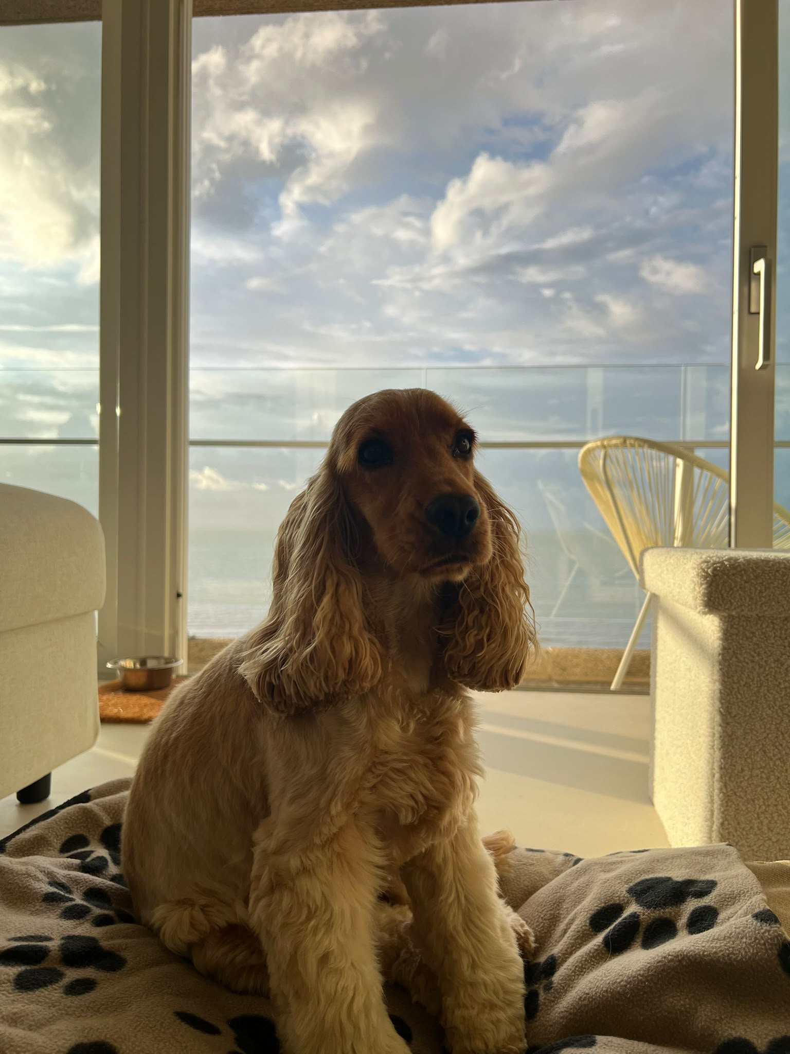 Nala, cocker anglais, assise sur son panier devant une baie vitrée