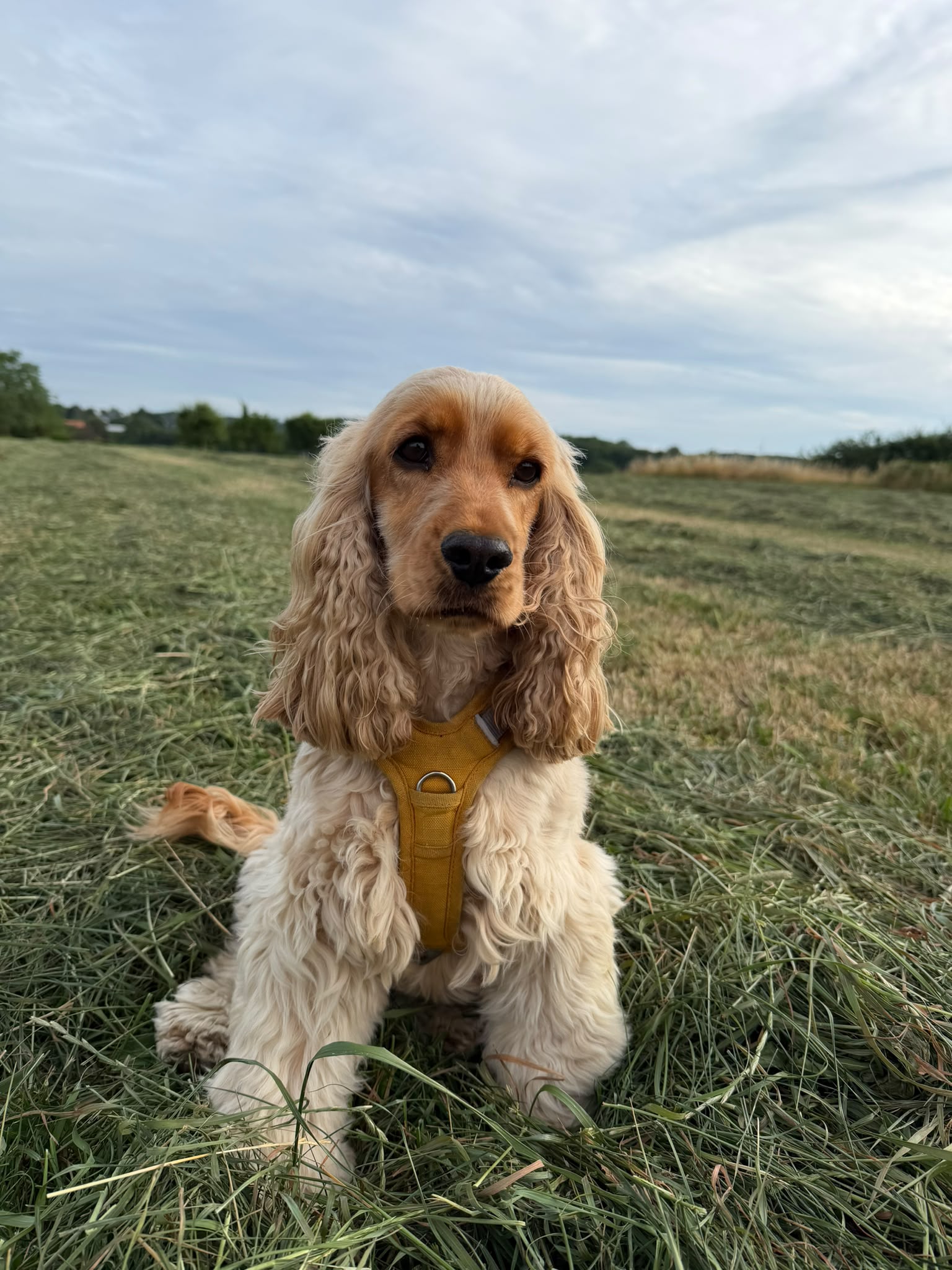 Nala, cocker anglais